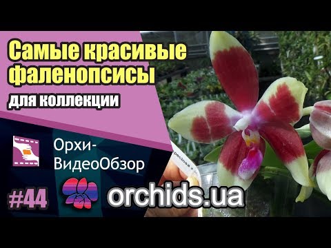 Видео: Самые красивые цветущие фаленопсисы для вашей коллекции орхидей.