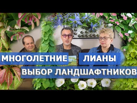 Видео: Виноград, древогубец, жимолость каприфоль, актинидия, клематис, лимонник и другие садовые лианы