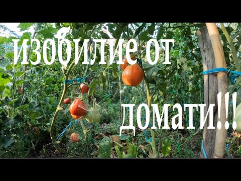Видео: ИЗОБИЛИЕ ОТ ДОМАТИ! TOMATOE ABUNDANCE #garden #plants #yard #permaculture #tomatoes #vegetables