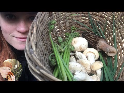 Видео: Майская рядовка 2020, Съедобный папоротник и молодой Трутовик серно-желтый (ТСЖ)