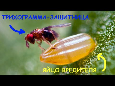 Видео: Как оживить и расселить трихограмму | График выпуска | Подробная видеоинструкция