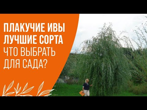 Видео: ПЛАКУЧИЕ ИВЫ | ЛУЧШИЕ СОРТА | ЧТО ВЫБРАТЬ ДЛЯ САДА