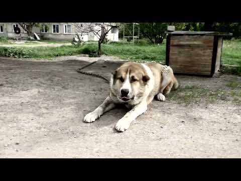 Видео: 2025г  Питомник Артура