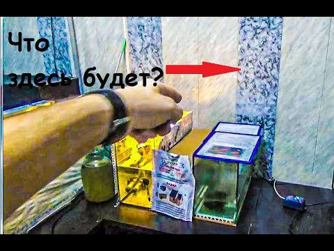 Видео: Смотрю на состояние икринок и мальков Данио. День 9. Что я задумал делать с рыборазводнёй?