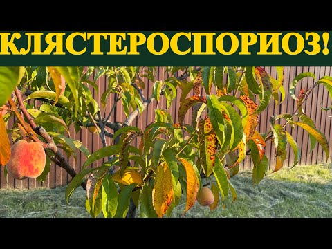 Видео: Болезнь-КЛЯСТЕРОСПОРИОЗ. Чем обработать персик!