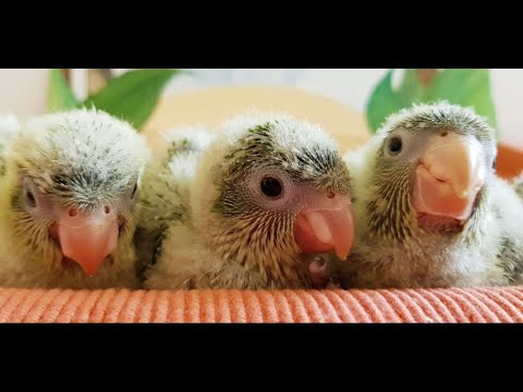 Видео: КАК РАСТУТ МАЛЫШИ КВАКЕРЫ. СТАРШЕМУ 24 ДНЯ, МЛАДШЕМУ 18 ДНЕЙ.