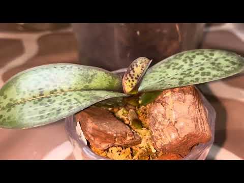 Видео: Звичайний день орхомана 😅💃🏻🪴#orchid #phalaenopsis #flowers #plants #plantcare 
