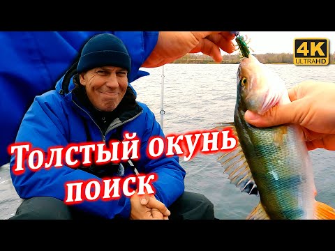 Видео: Поиск толстого окуня на большом озере. Рыбалка в ноябре 2023