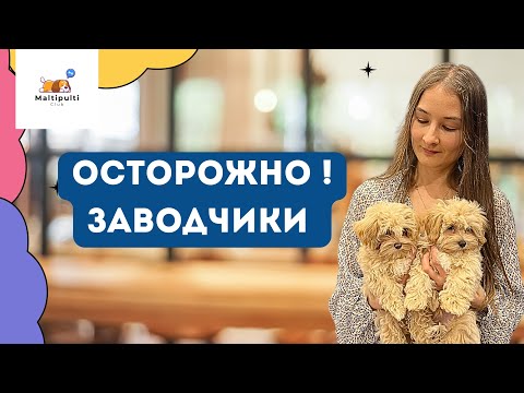 Видео: Как нас ОБМАНЫВАЮТ заводчики собак 