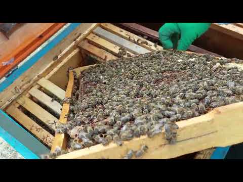 Видео: Перше розширення бджолопакетів вощиною.