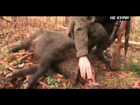 Видео: Загонная охота на копытных в Белоруссии. Тест ножей . 2018
