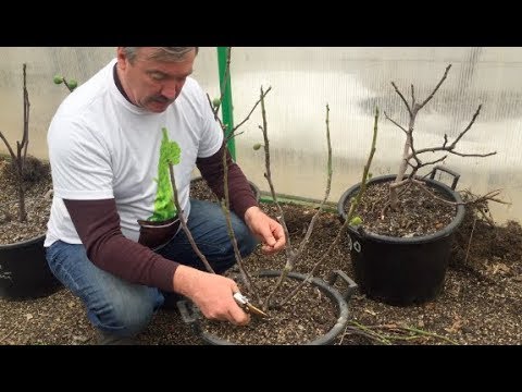 Видео: Обрезка инжира. Обзор выход из зимовки.