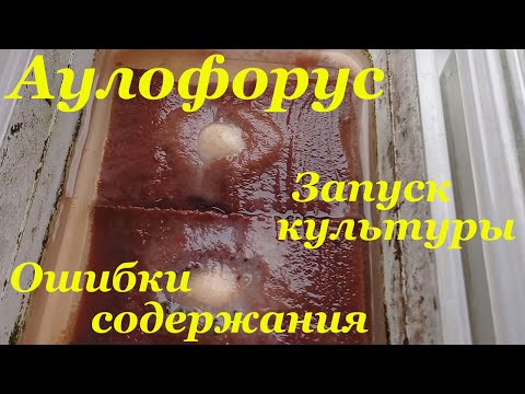 Видео: Аулофорус разведение Дешевый корм для рыбок и мальков Ошибки содержания  аулофоруса