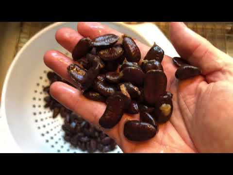 Видео: Как собирать и хранить семена папайи (самого крупного местного фрукта в Америке)