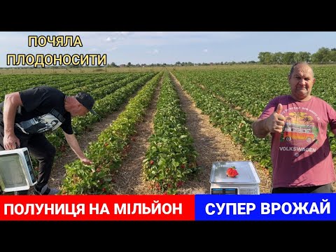 Видео: ПОЛУНИЦЯ НА МІЛЬЙОН. Перший врожай. Більше 1 кг з куща полуниці