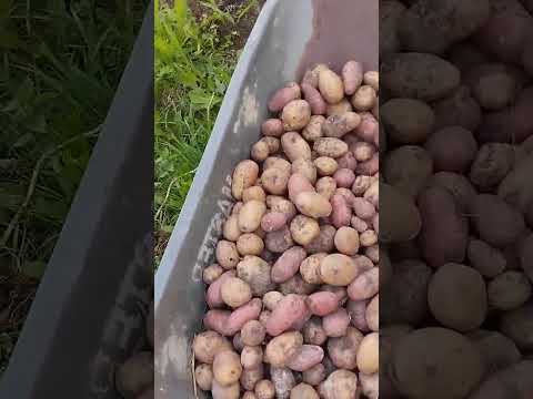 Видео: Картофель из семян. Манифест, джувель. 3-ий год.