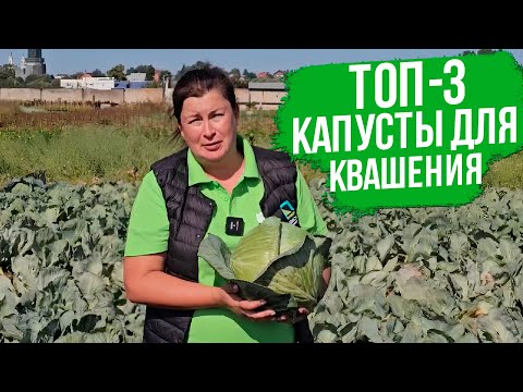 Видео: Секрет как выбрать идеальные сорта капусты для квашения.
