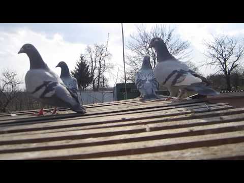 Видео: Спортивні голуби, Весна