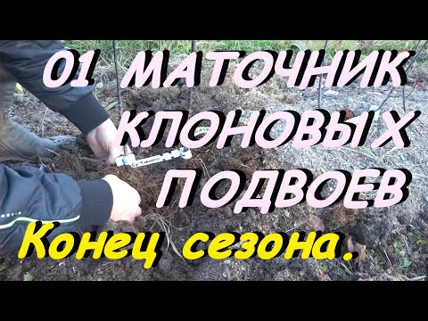 Видео: КАК РАЗМНОЖАТЬ САЖЕНЦЫ ЯБЛОНИ В МАТОЧНИКЕ.Видео №1.Конец сезона.