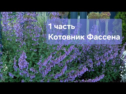 Видео: 1 часть. Котовник Фассена. 17 мая, 2024. #котовник #май  #цветник