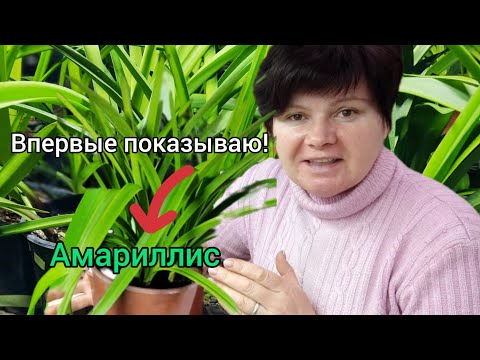 Видео: ОБЗОР-прогулка с Гиппеаструмами в декабре. Мой Амариллис.