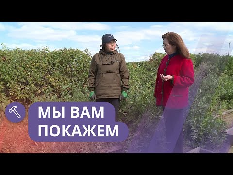 Видео: Мы вам покажем: Выращивание вишни