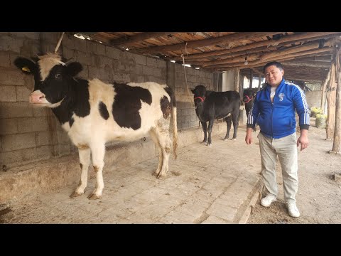 Видео: BOGOZ GUNOJINLAR SOTILADI ☎️902052128  ноября 2025 г.Богоз сигирлар сотилади