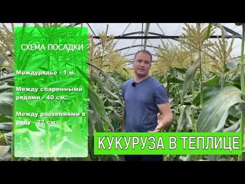 Видео: КАК ВЫРАСТИТЬ КУКУРУЗУ В ТЕПЛИЦЕ