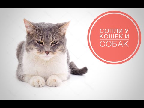 Видео: "Сопли" у кошек и собак