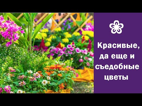 Видео: ❀ Красивые, да еще и съедобные цветы, которые придадут блюдам оригинальность