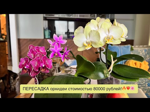 Видео: Из магазинного горшка - в ЗАКРЫТУЮ систему!