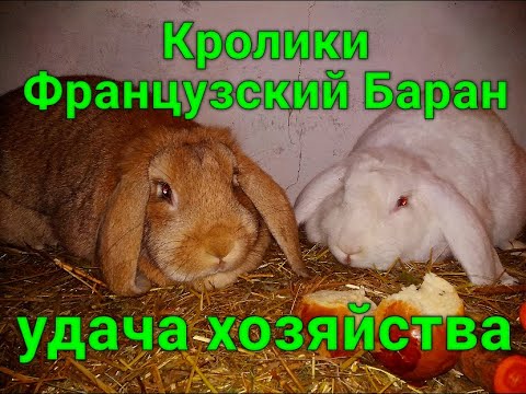 Видео: КРОЛИК ФРАНЦУЗСКИЙ БАРАН -УДАЧА В ХОЗЯЙСТВЕ!