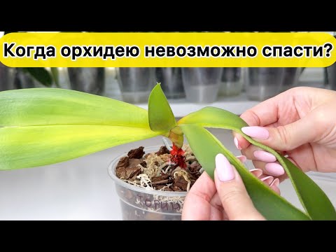 Видео: В этом случае ОРХИДЕЮ  НЕВОЗМОЖНО СПАСТИ