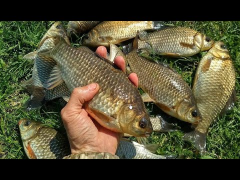 Видео: Особенности ловли карася весной — правильная тактика и снасти.