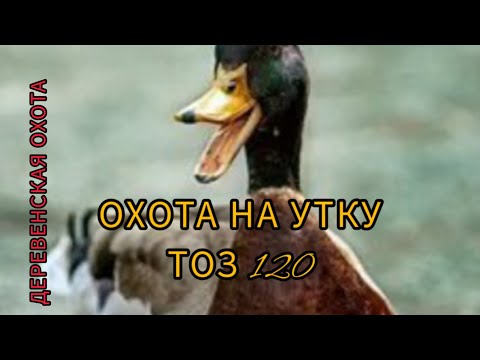 Видео: охота на утку (duck hunting)с тоз 120.(2022). на ужин взяли