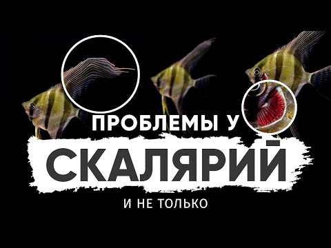Видео: Причины проблем у Скалярий