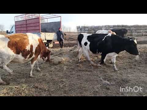 Видео: Вся техника в ремонте. Скотину кормим руками.