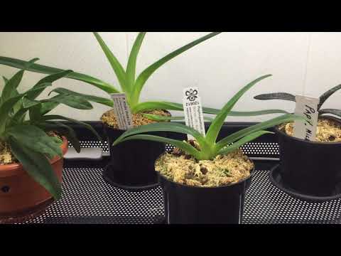 Видео: ОБЗОР МОИХ ПАФИОПЕДИЛУМОВ!My Paphiopedilum Orchids