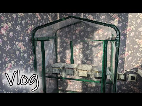 Видео: # 282. Моё уютное место для рассады. Какой использую грунт. Как растёт моя рассада. 2024