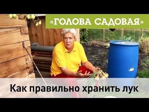 Видео: Голова садовая - Как правильно хранить лук