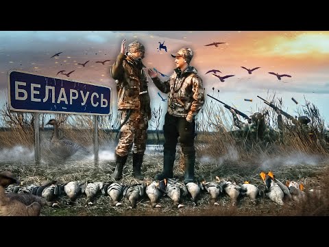 Видео: Охота на гуся в Беларуси МОРЕ ГУСЯ