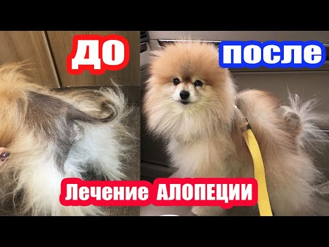 Видео: ЛЕЧЕНИЕ АЛОПЕЦИИ У ШПИЦА.Шерсть начала расти