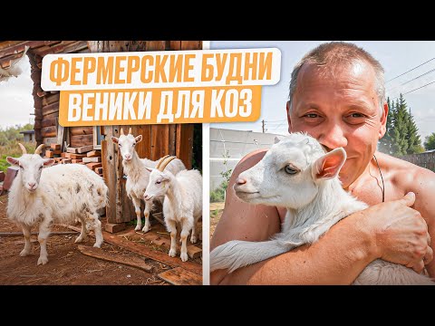 Видео: Фермерские будни: заготовка веников-почему в моем хозяйстве козам точно быть! 🐐🌿 #МоеПодворье