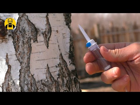 Видео: Как собрать берёзовый сок! Лучший способ!