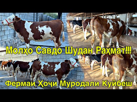 Видео: МОЛҲО ФУРУХТА ШУДАН!!! ФЕРМАИ КУЙБЕШ А.ҶОМИ ҲОҶИ МУРОДАЛИ ТОЗА СИММЕНТАЛ 30 сентября 2025 г.