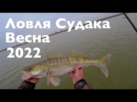 Видео: Судак ранней весной 2022 года.Лучшая Судачья погода ,когда пасмурно!!