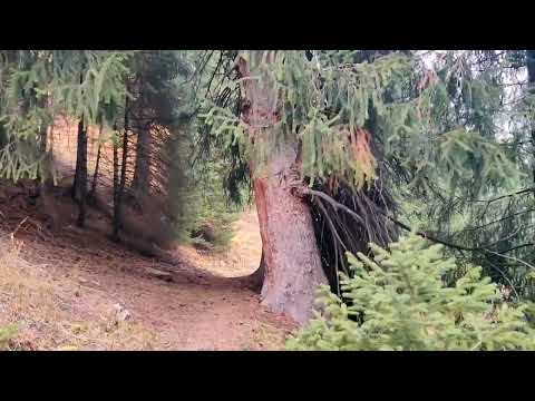 Видео: Поход на "Кабанье озеро" через Лесную сказку 08/10/23г.