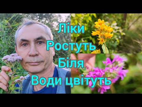 Видео: Лікарські трави водойм знай, для здоров'я збирай