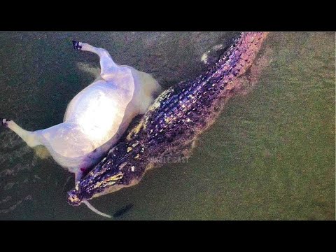 Видео: 15 Самых Зрелищных Нападений Крокодилов, попавшие на камеру