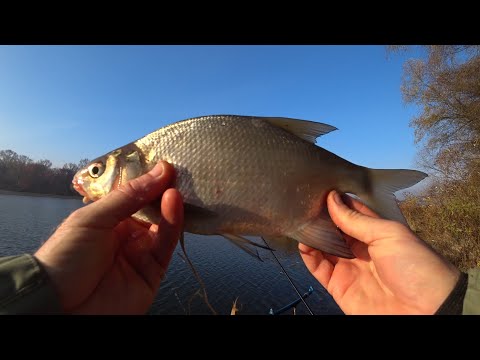 Видео: ДАРИ ДЕСНИ 🌿🍎🍒🐟 В ЛИСТОПАДІ. Фідерна риболовля з дальняка. Вечеря ➖ Картопля та смажена рибка